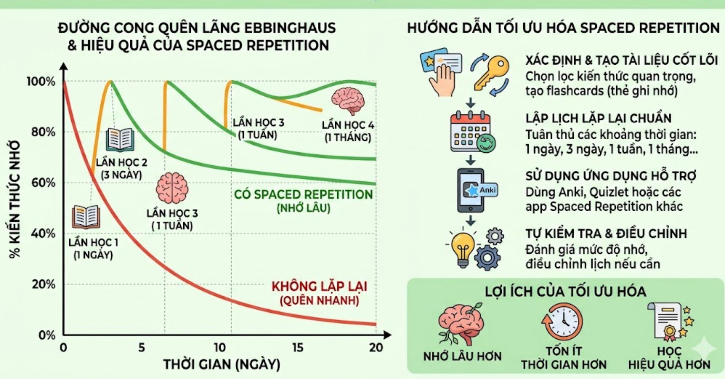 Tối ưu hóa "Khoảng trống nhận thức" (Spaced Repetition)