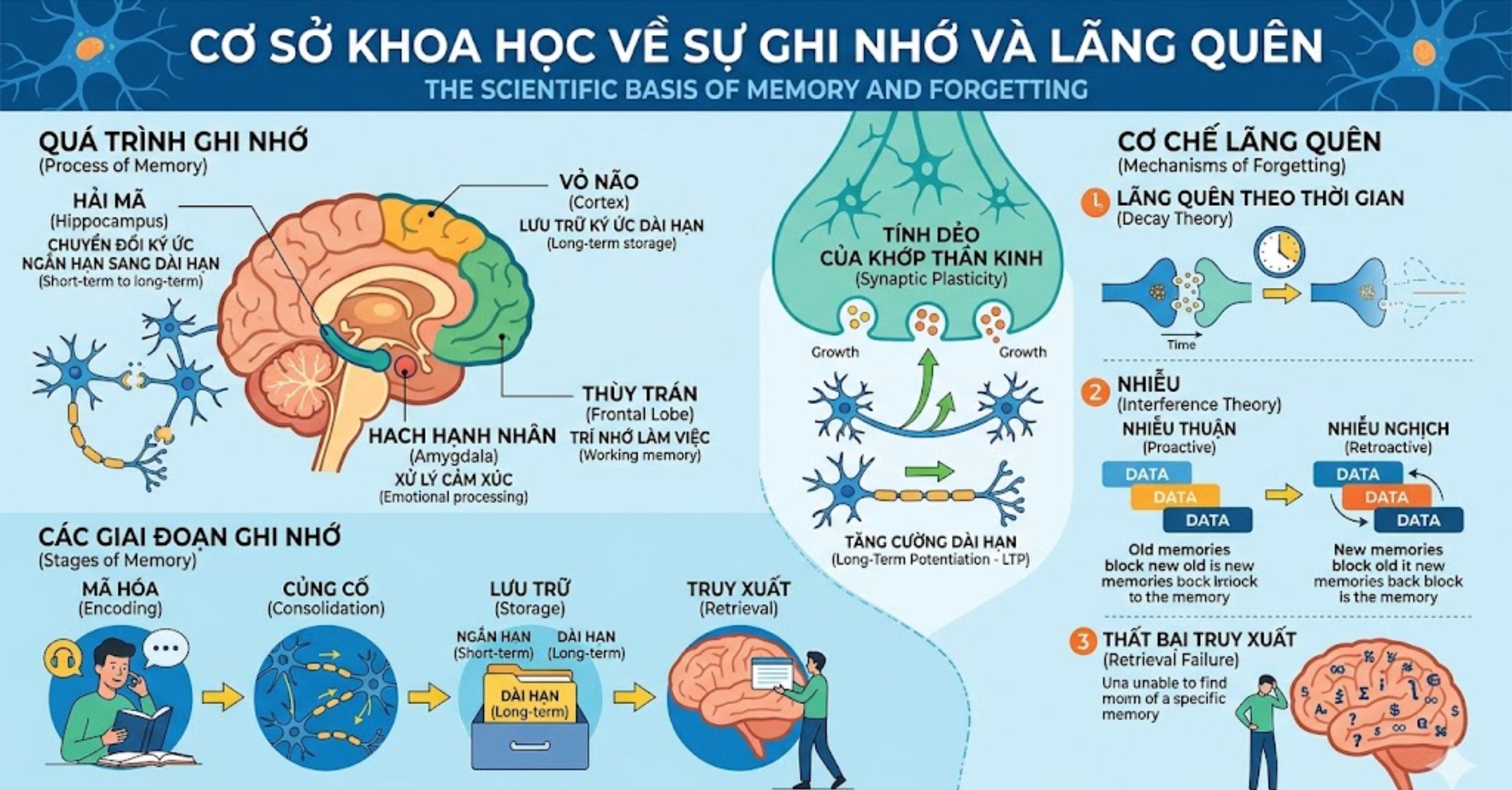 Cơ sở khoa học về sự ghi nhớ và lãng quên